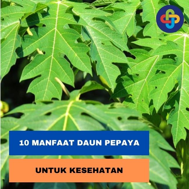 Daun Pepaya: Si pahit Yang Memiliki Segudang Manfaat